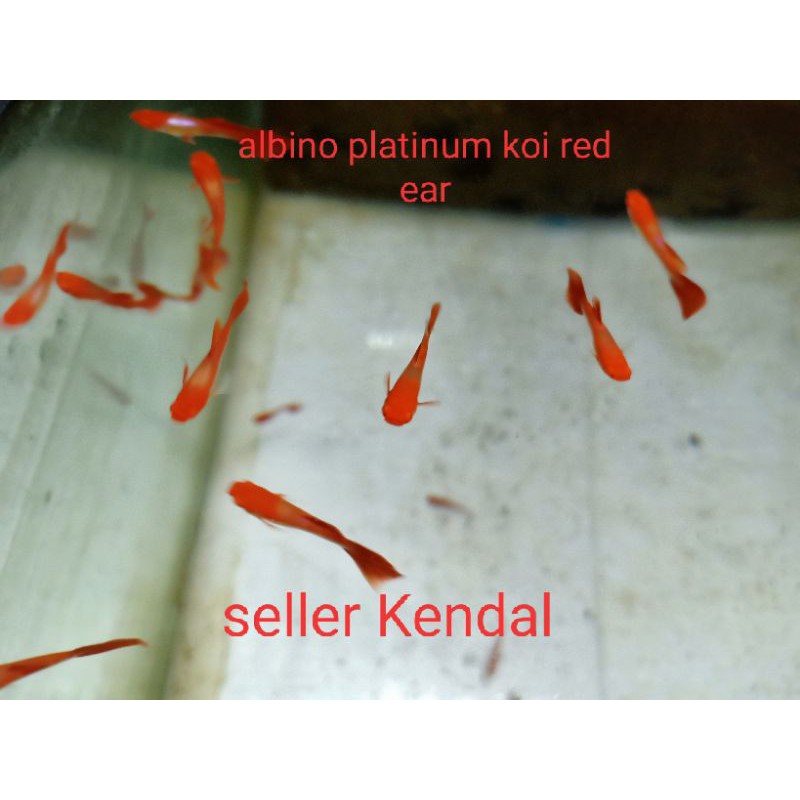 ikan guppy albino  koi gen red ear