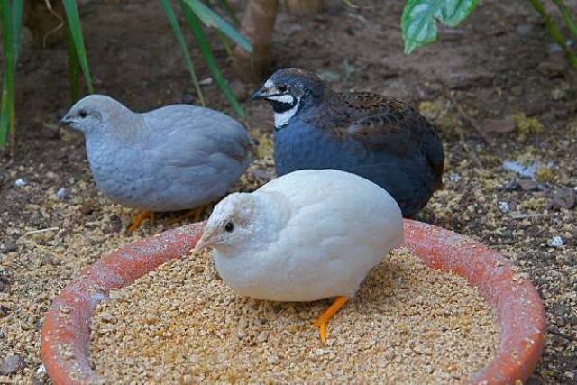 Telur tetas puyuh hias