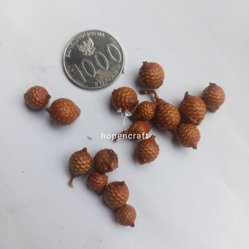 [10 pcs] Biji Rotan Kering Mini