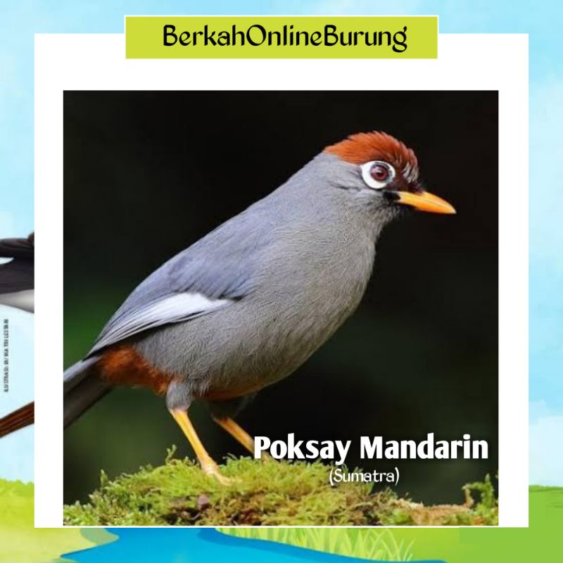 Burung Poksay Mandarin Jantan Bahan Rawatan