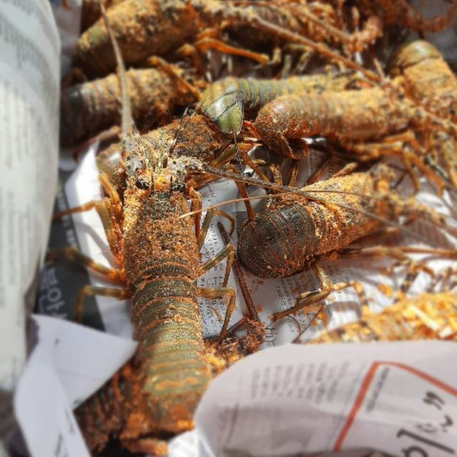 Lobster Laut frozen 3/1KG