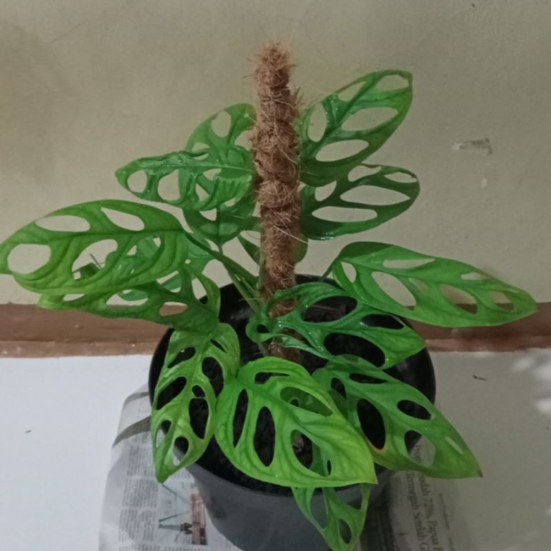 Janda bolong indukan 4Daun