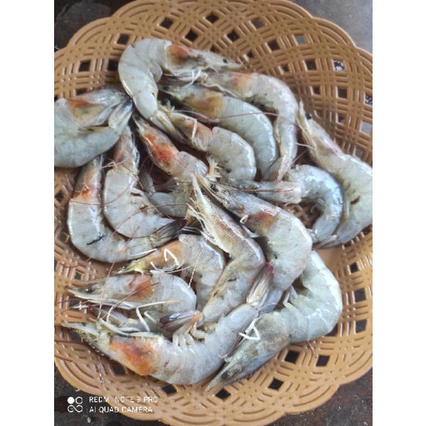 

Udang Segar 250gr