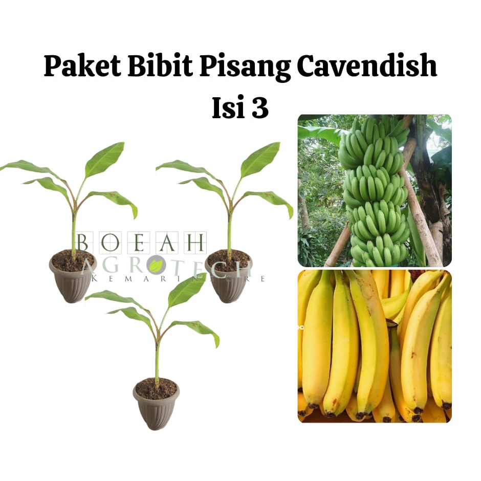 Paket Hemat Bibit Pisang Cavendish Isi 3 Bonus Bibit Strawberry+Polibag