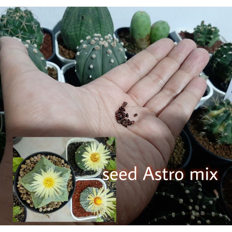 

biji astropytum mix