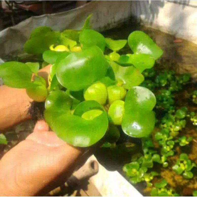 eceng gondok/tanaman hias eceng gondok