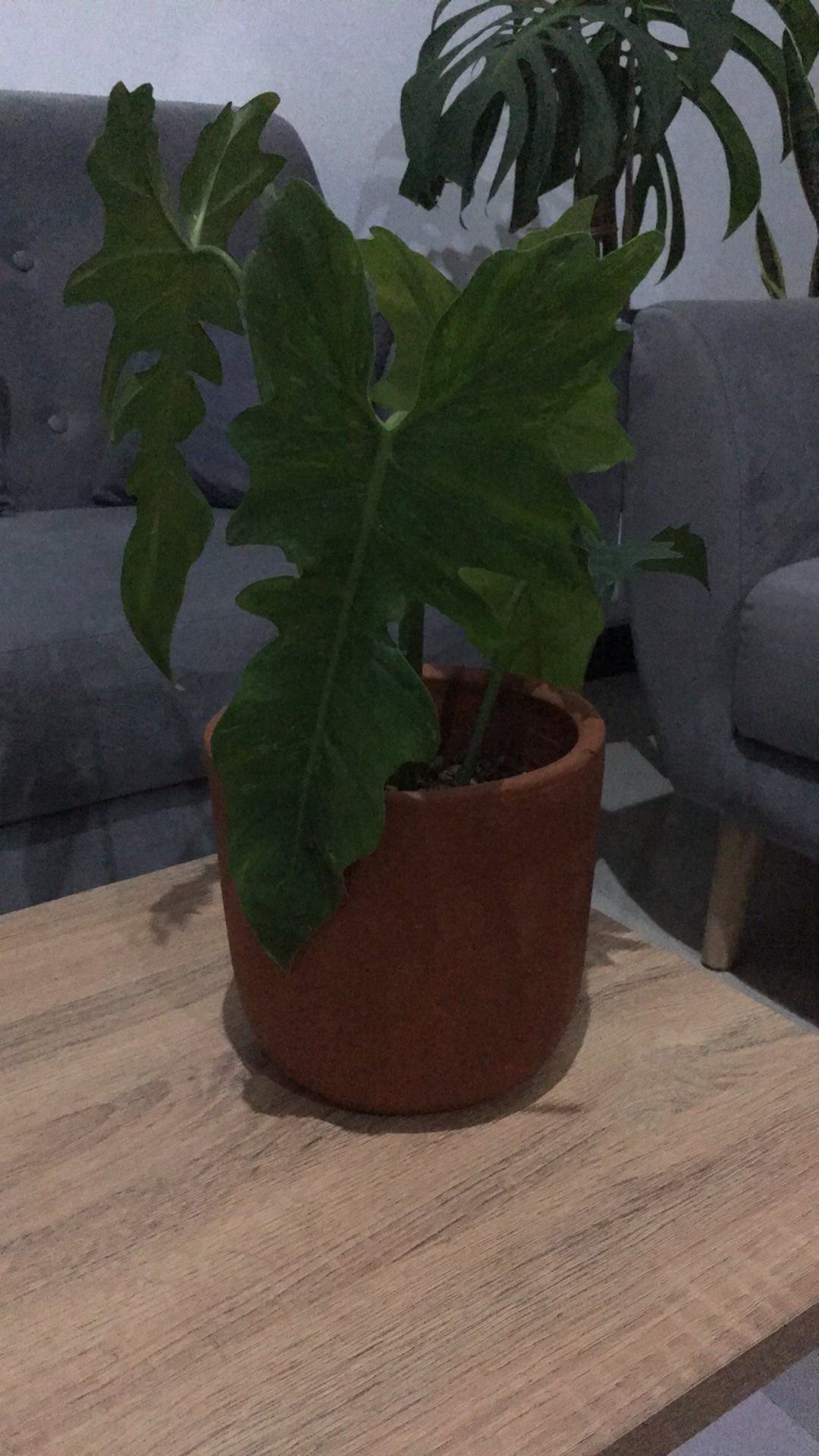 Tanaman Hias Philodendron Golden Dragon