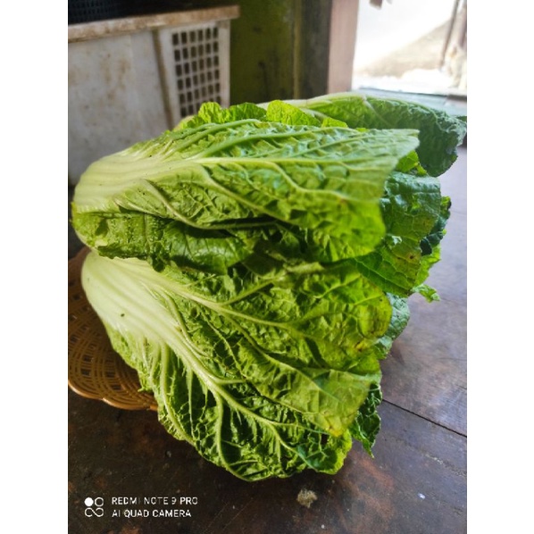 

Sawi Putih 250gram