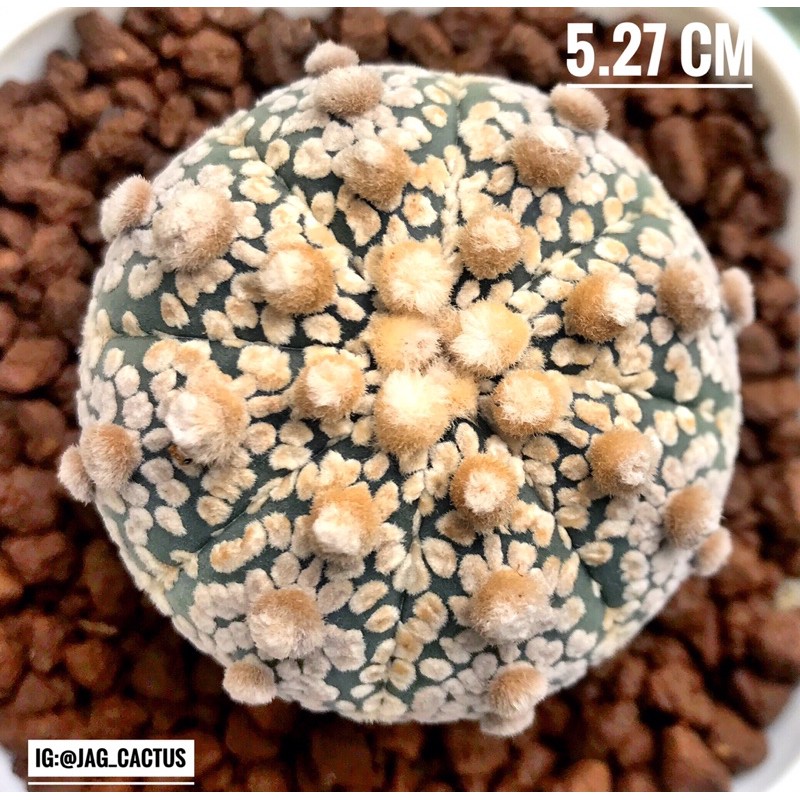 Kaktus Astrophytum superkabuto