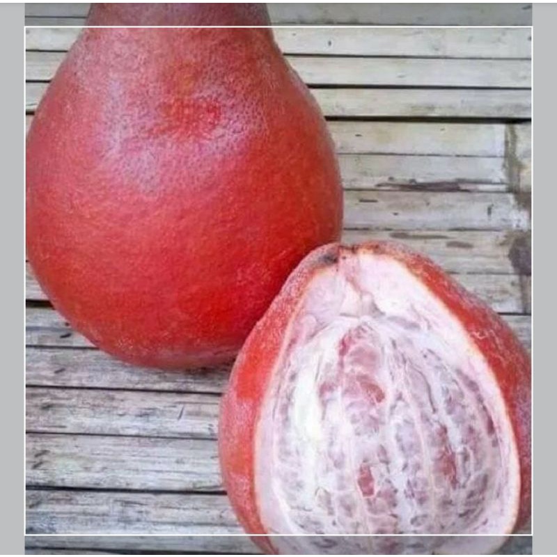 bibit tanaman buah jeruk pamelo merah