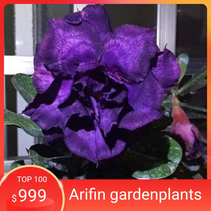 

BIBIT BUNGA ADENIUM “INDIGO GLAZE”