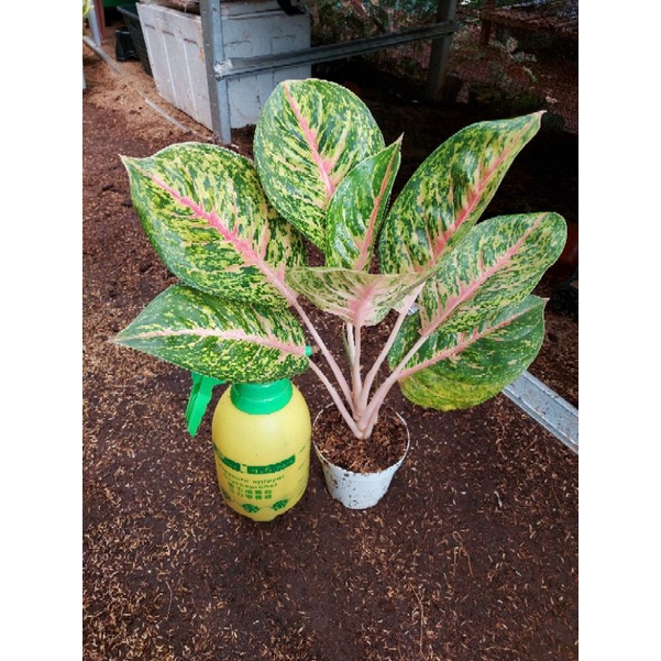 Aglonema Big Papa Jumbo Indukan Super Jumbo Daun 7 8