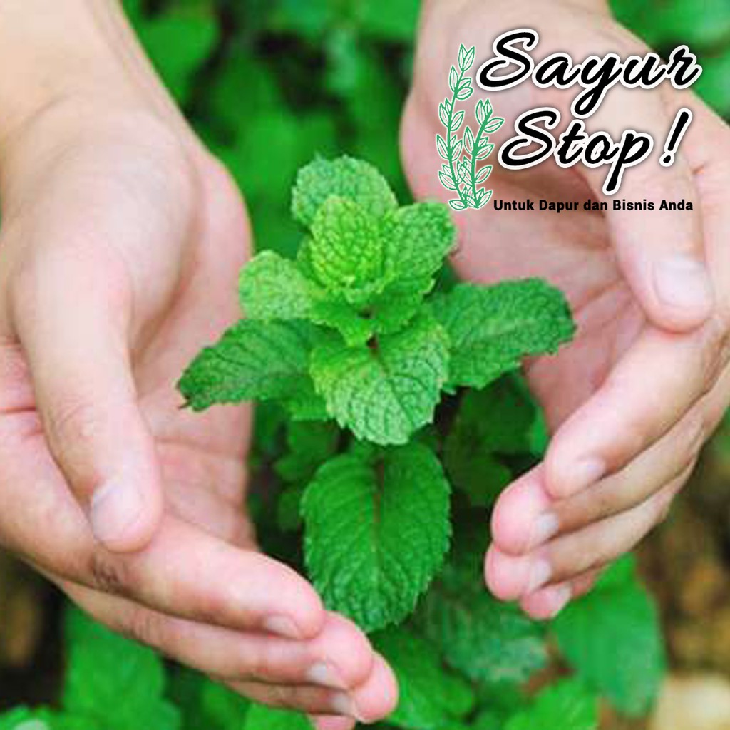 

Sayur Stop Daun Mint Organik (Fresh Dari Kebun Sendiri)