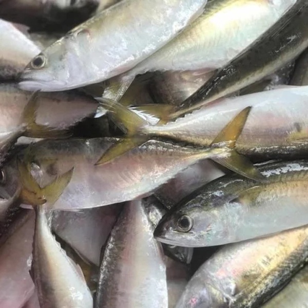 

Ikan Kembung Segar Seafood Hasil Laut Segar 1 Kg