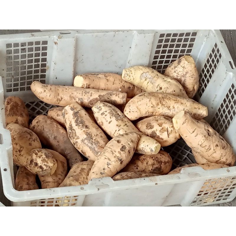 

UBI CILEMBU MENTAH 1 KG