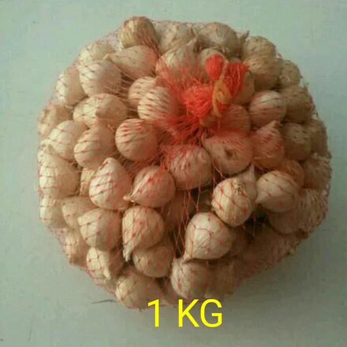

Bawang Tunggal