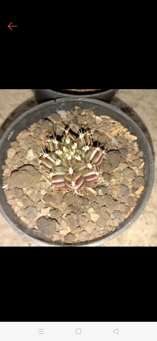 Kaktus Gymno Dari Biji