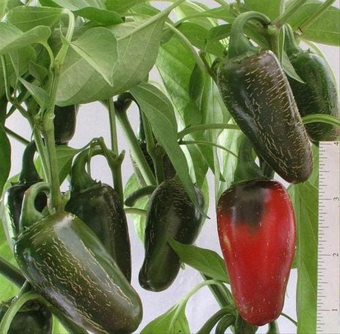 Haira Seed Bibit-Biji Cabe Jalapeno Early