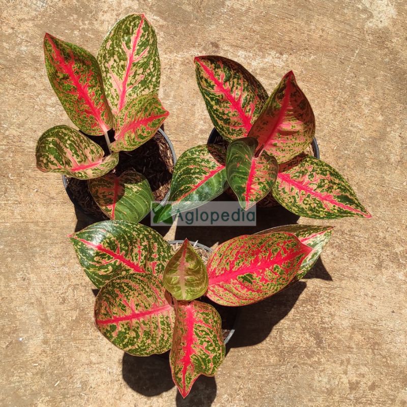 Aglonema Widuri uk Sedang  - Aglopedia