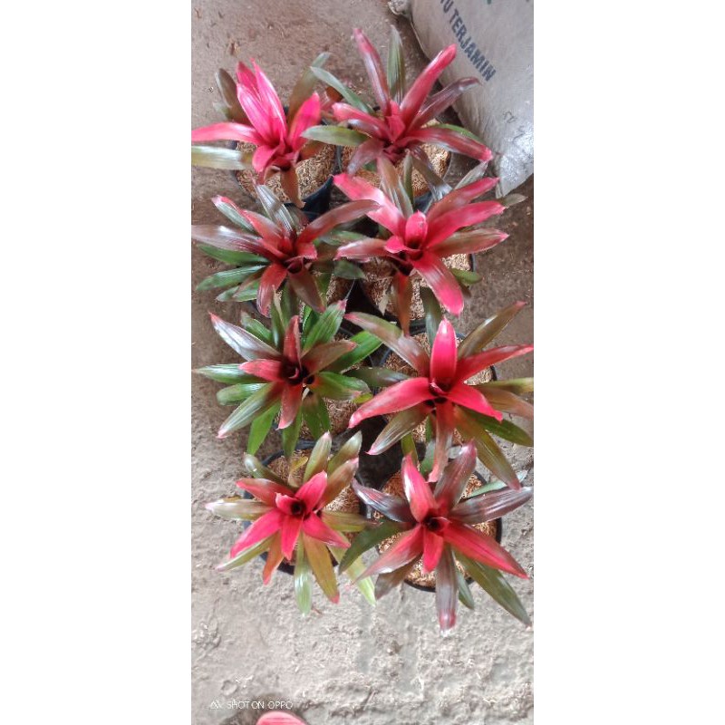 

red jelly 8pohon