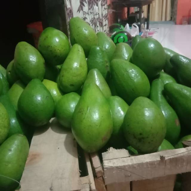 

Alpukat mentaga Lampung