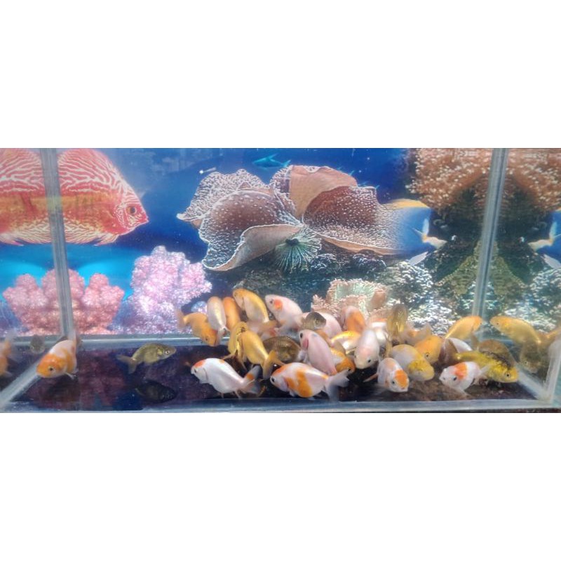 ikan mas koki ranchu