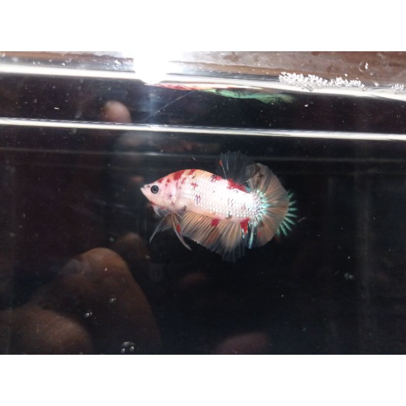 

ikan cupang nemo copper gold