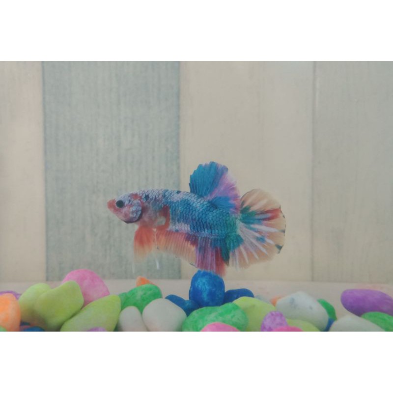 CUPANG MULTICOLOUR MALE (real pict)