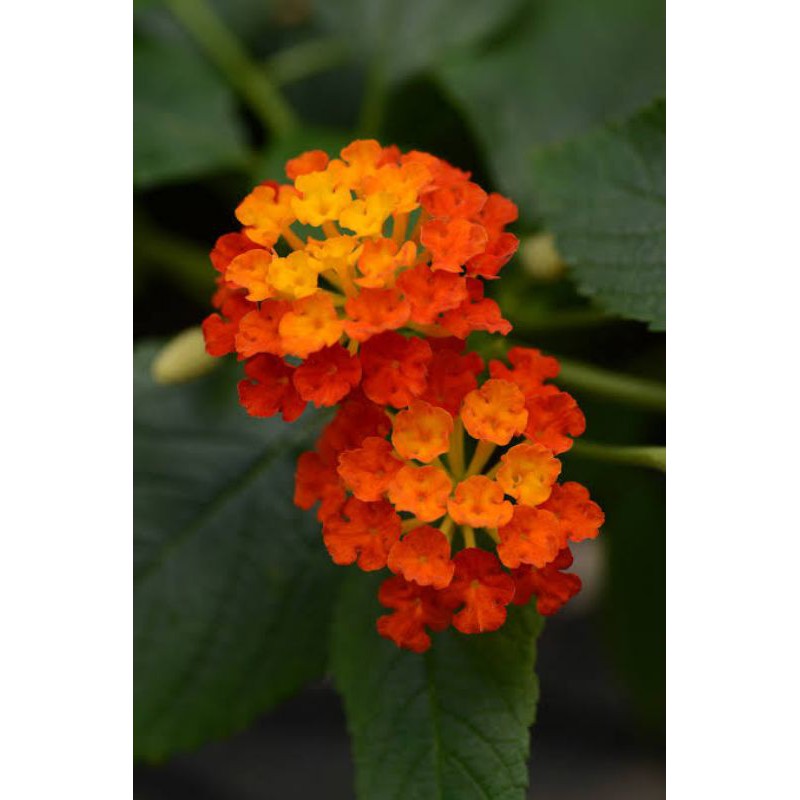 Lantana bunga merah muda (Lantana bandana)