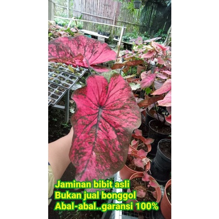 Keladi AC Antanu anakan