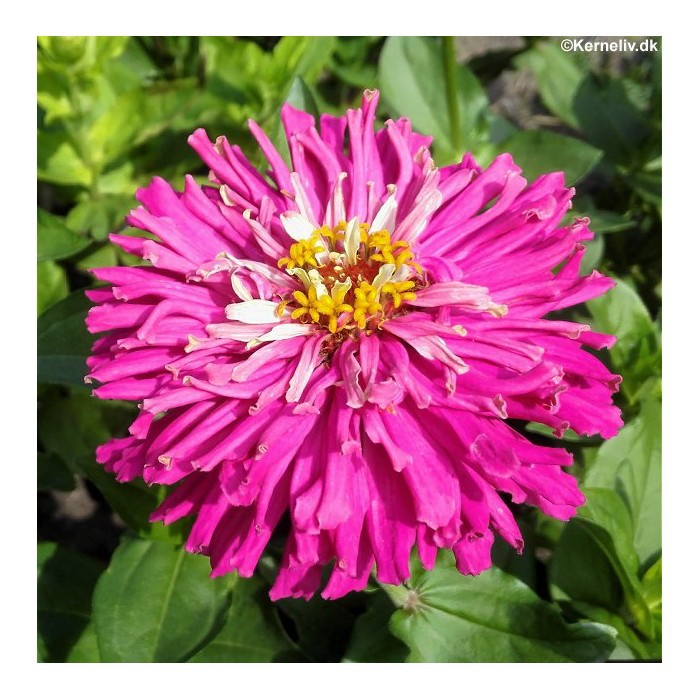 berisi 125 biji benih bunga zinnia kaktus cactus merah berisi 125 biji benih bunga zinnia kaktus cactus merah