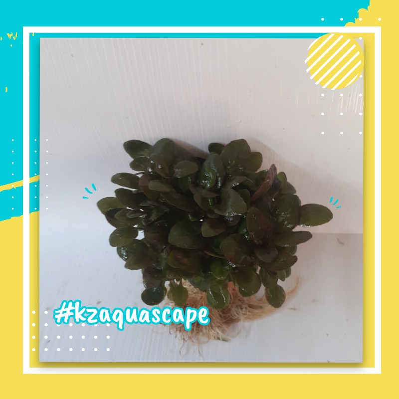 Lobelia Cardinalis Tanaman Aquascape Hiasan Aquarium Aksesoris Aquascape Tanaman Hidup