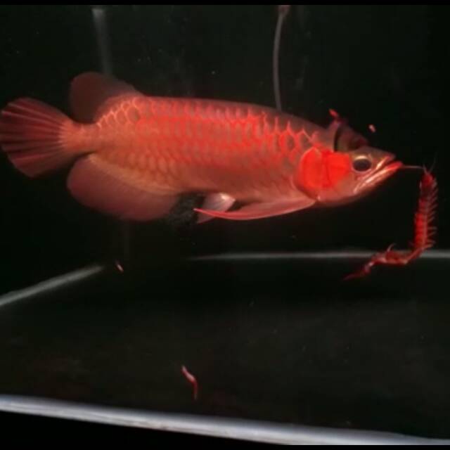 Arwana super red 35cm