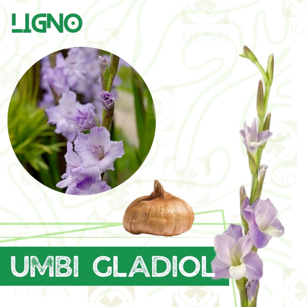 UMBI GLADIOL PURPLE - Bibit Bunga