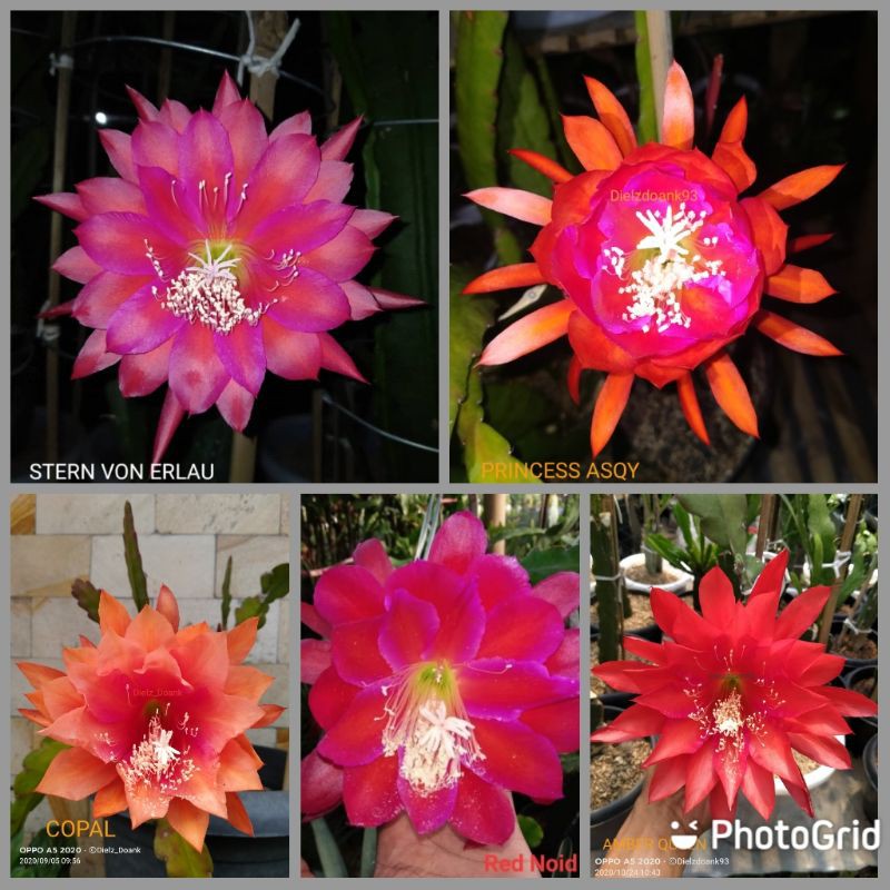 Paket hemat 5 jenis cutting Epiphyllum Wijaya Kusuma Hybrid (import)