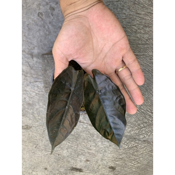 Alocasia infernalis (Black indo)