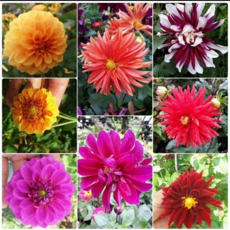 umbi bunga dahlia unggul