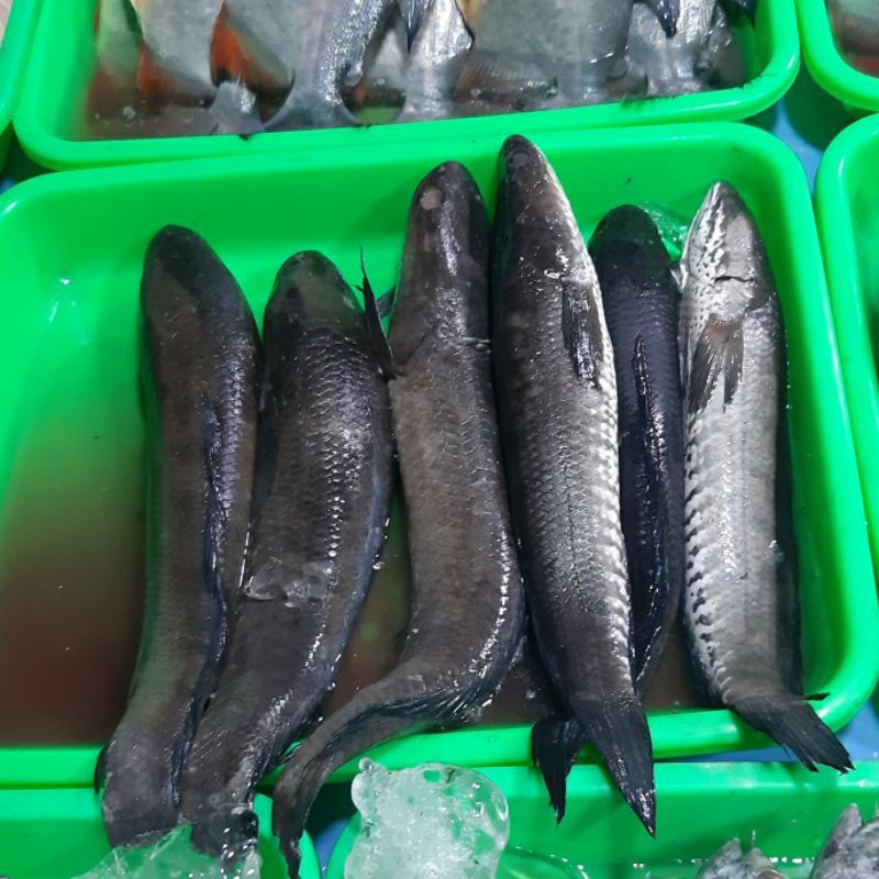 

Ikan gabus 1kg (1000g)