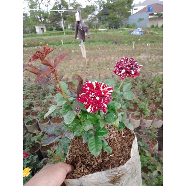 mawar batik