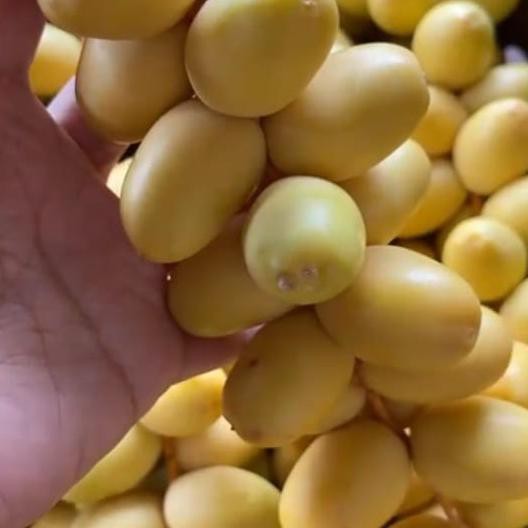 

Kurma Muda Kuning Fresh Ruthob Barhi Arkanamarketht