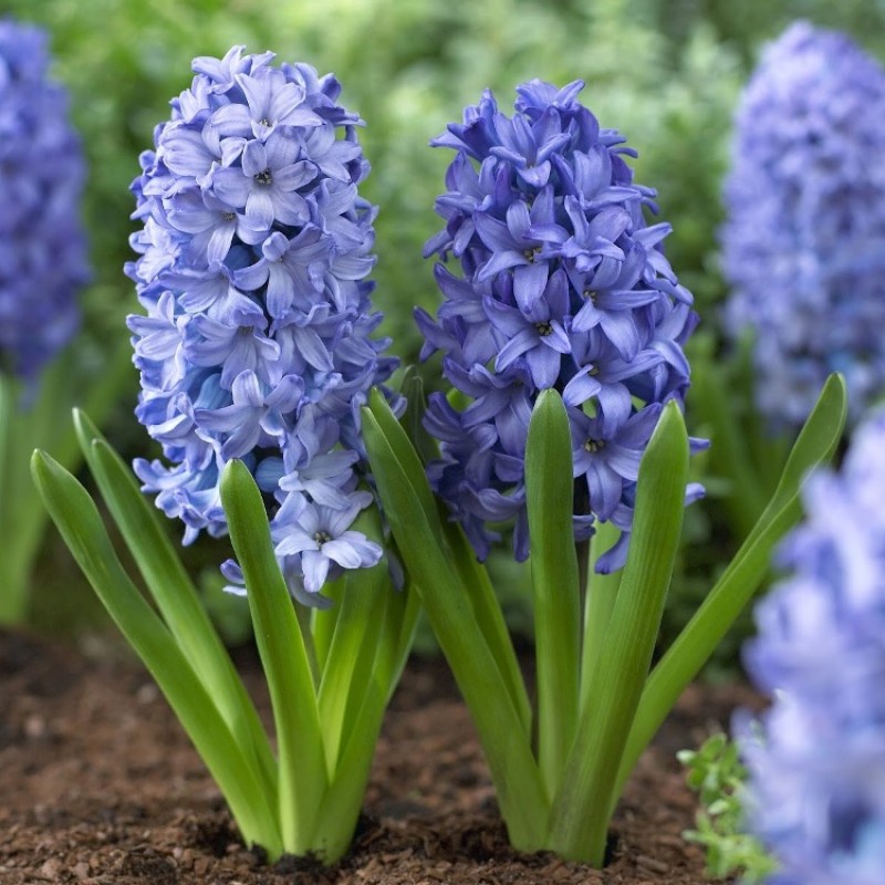 Benih HYACINTH BIRU Biji Bunga