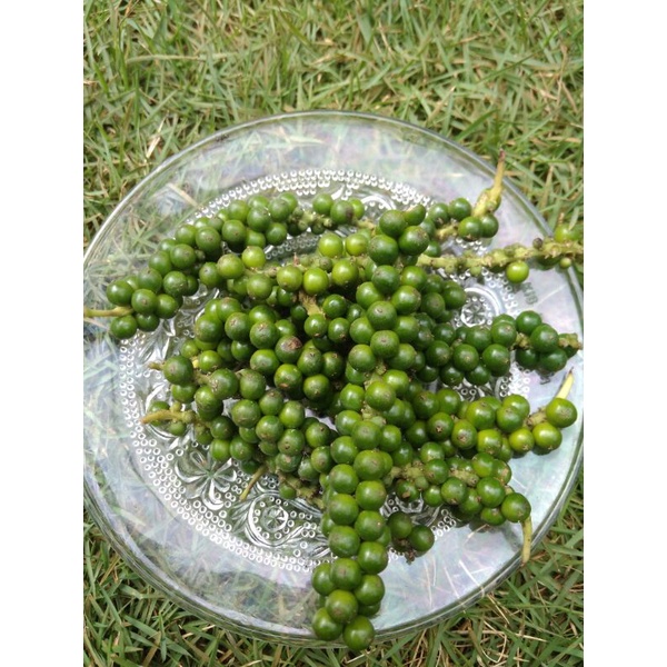 

Buah Lada segar,buah merica fresh 100g