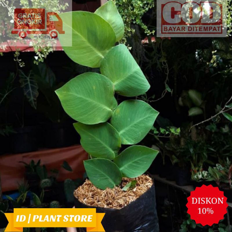 (BISA COD) Tanaman daun dollar besar-daun dollar rambat-tanaman hidup-bunga hidup murah