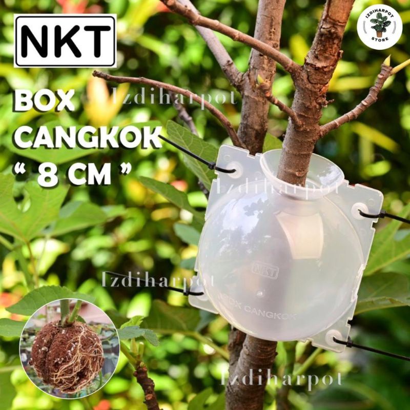 Tempat pot wadah nkt box media cangkok 8cm bening - PACK ISI 3 PCS KECIL