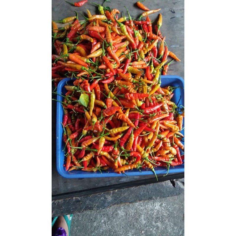 

cabe rawit merah super