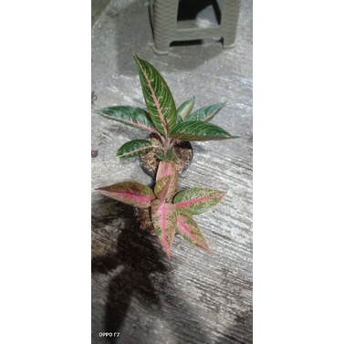 paket aglonema red legacy dan green legacy