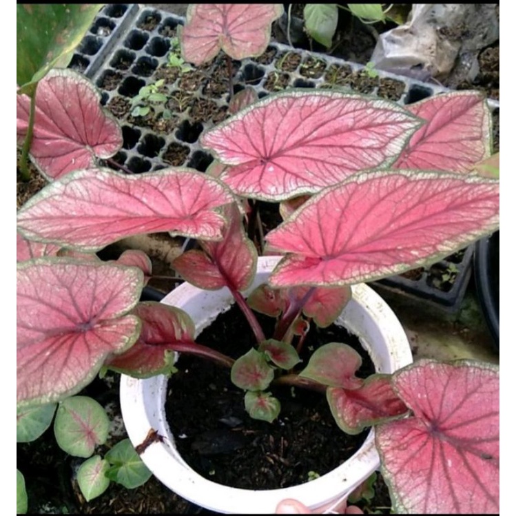 Keladi Red jagua atau Bibit keladi jaguar