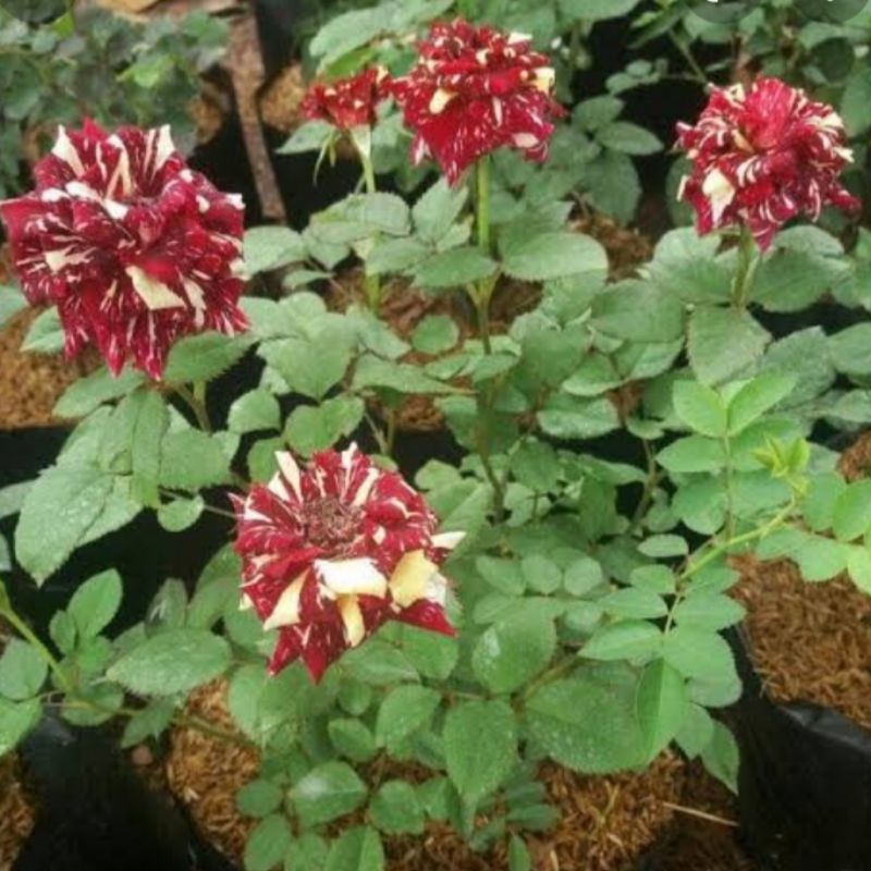 tanaman bibit bunga mawar cantik/tanaman hias bunga mawar bibit Bunga cantik, tanaman hias bibit maw