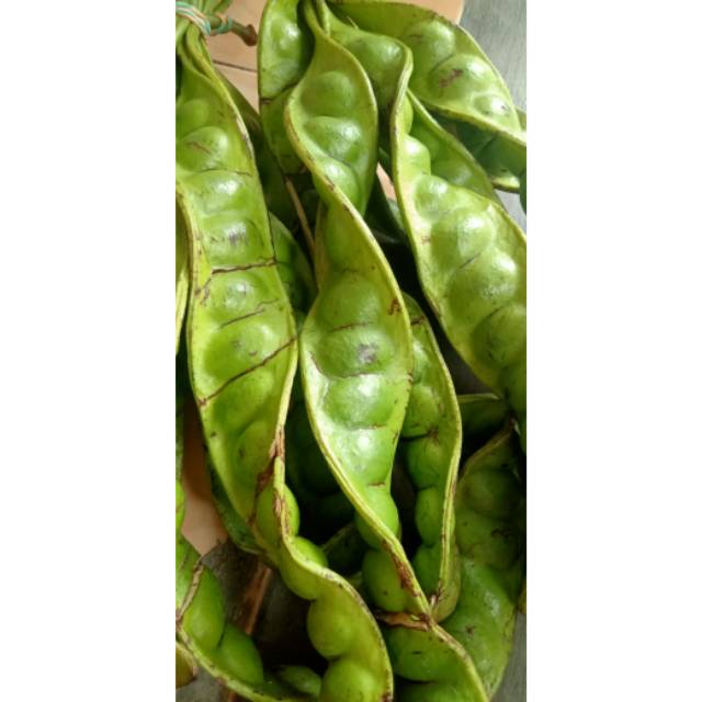 

PETE MALANG!harga murah kualitas mantap!