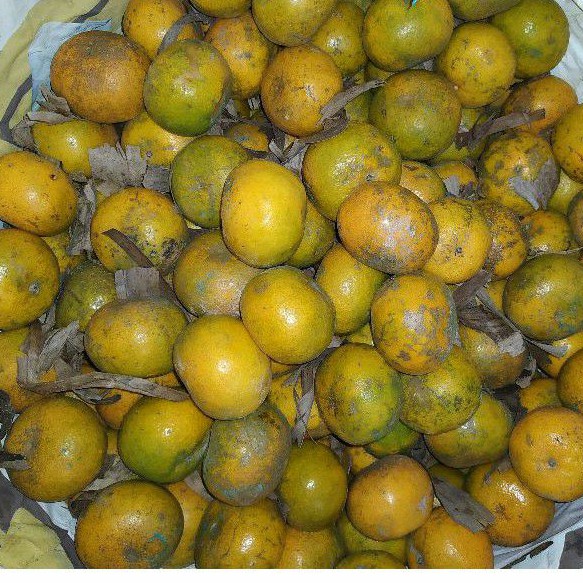 

jeruk medan
